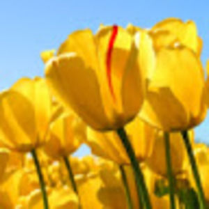 Meet your Posher, Candice